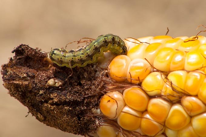 Em mundo mais quente, insetos virão com tudo para cima das plantações