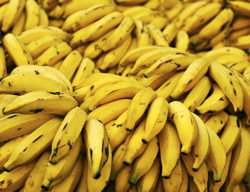 Bananeira: como plantar e dicas de cultivo da banana