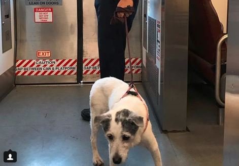 Cão resgatado: condutor utilizou sua gravata como coleira e levou a cadela Shelby para dentro do trem (daniellephant144/Instagram)