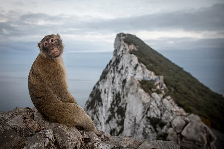 Macaco selvagem senta-se sobre uma rocha em Gibraltar.  (Matt Cardy / Stringer/Getty Images)