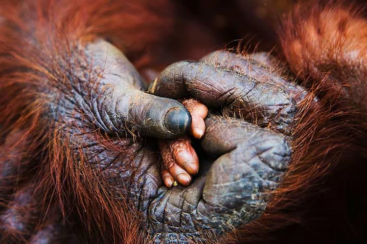 Sexta extinção em massa não está sendo causada por desastres naturais, mas por nós, humanos. (Barcroft Media / Contributor/Getty Images)