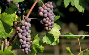 Imagem referente à matéria: Posso colher os frutos da árvore do meu vizinho que está invadindo a minha casa?