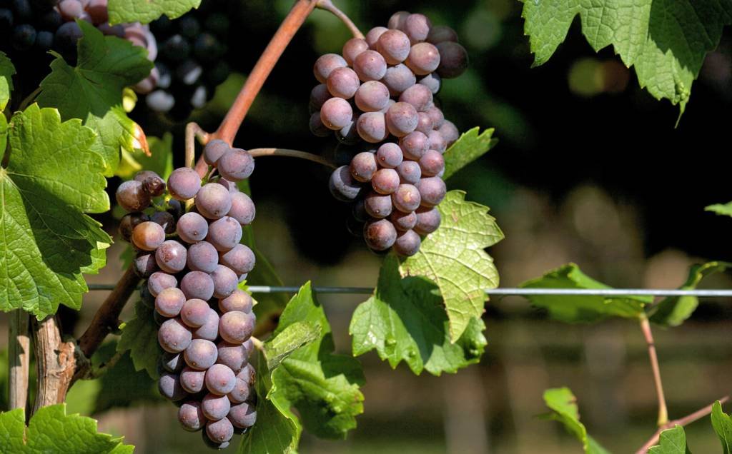 Vinho com uva pinot grigio quer abandonar fama de mau e vira febre