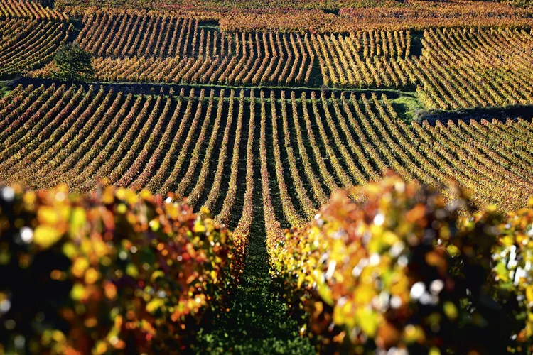 Vinícola da  Domaine de la Romanée-Conti:  preceitos biodinâmicos  / Eric Feferberg/AFP Photo