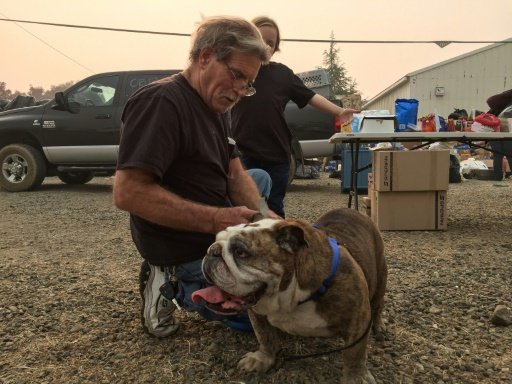 Incêndio na Califórnia separa famílias de seus animais de estimação