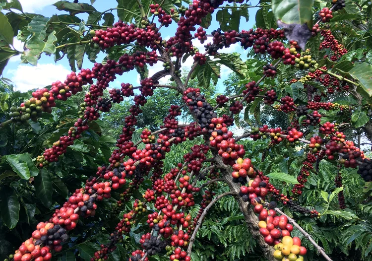 Produtores percebem mudanças nas plantas pela temperatura maior (Jose Roberto Gomes/Reuters)