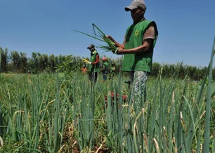 Imagem referente à matéria: Rendimento de trabalhador rural sobe 5,5% no 1º trimestre