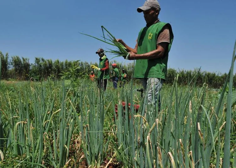 Trabalhador rural: por quase uma década, a Suprema Corte, em dois julgamentos havia dito que o Funrural era inconstitucional e não precisava ser recolhido (Valter Campanato/Agência Brasil)