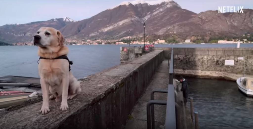 Netflix lançará documentário sobre relação entre cães e seus donos