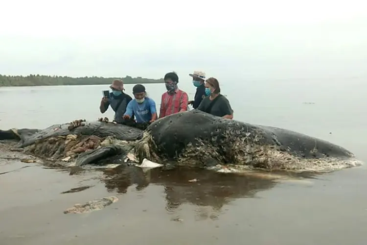 Baleia cachalote é encontrada morta na Indonésia: animal estava com 6 kg de objetos plásticos em seu estômago (La Ode M. Saleh Hanan/AFP)
