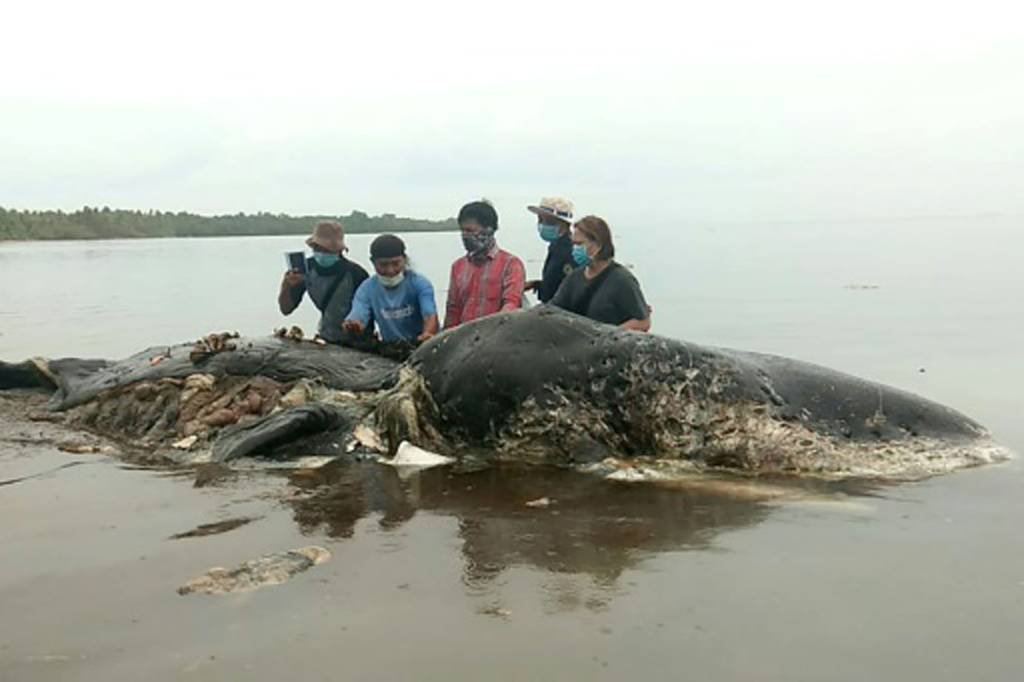Com 6 kg de plástico no estômago, baleia é encontrada morta na Indonésia