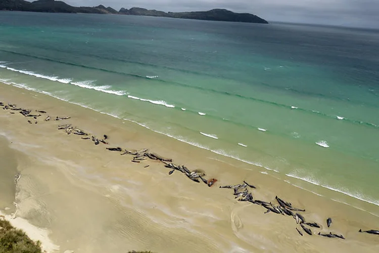 Encalhe de baleias-piloto em praia remota da Ilha Stewart, na Nova Zelândia, em 26 de novembro de 2018. (Departamento de Conservación de Nueva Zelanda/AFP / Handout)