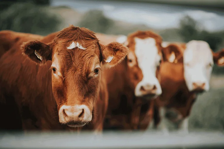 Imagem de arquivo de bois: "O restabelecimento implica que as medidas utilizadas pela Argentina para a inocuidade das carnes bovinas têm o nível apropriado de proteção sanitária como as exigidas e proporciona a mesma proteção aos seus consumidores", afirma o texto (Reprodução/Getty Images/Getty Images)