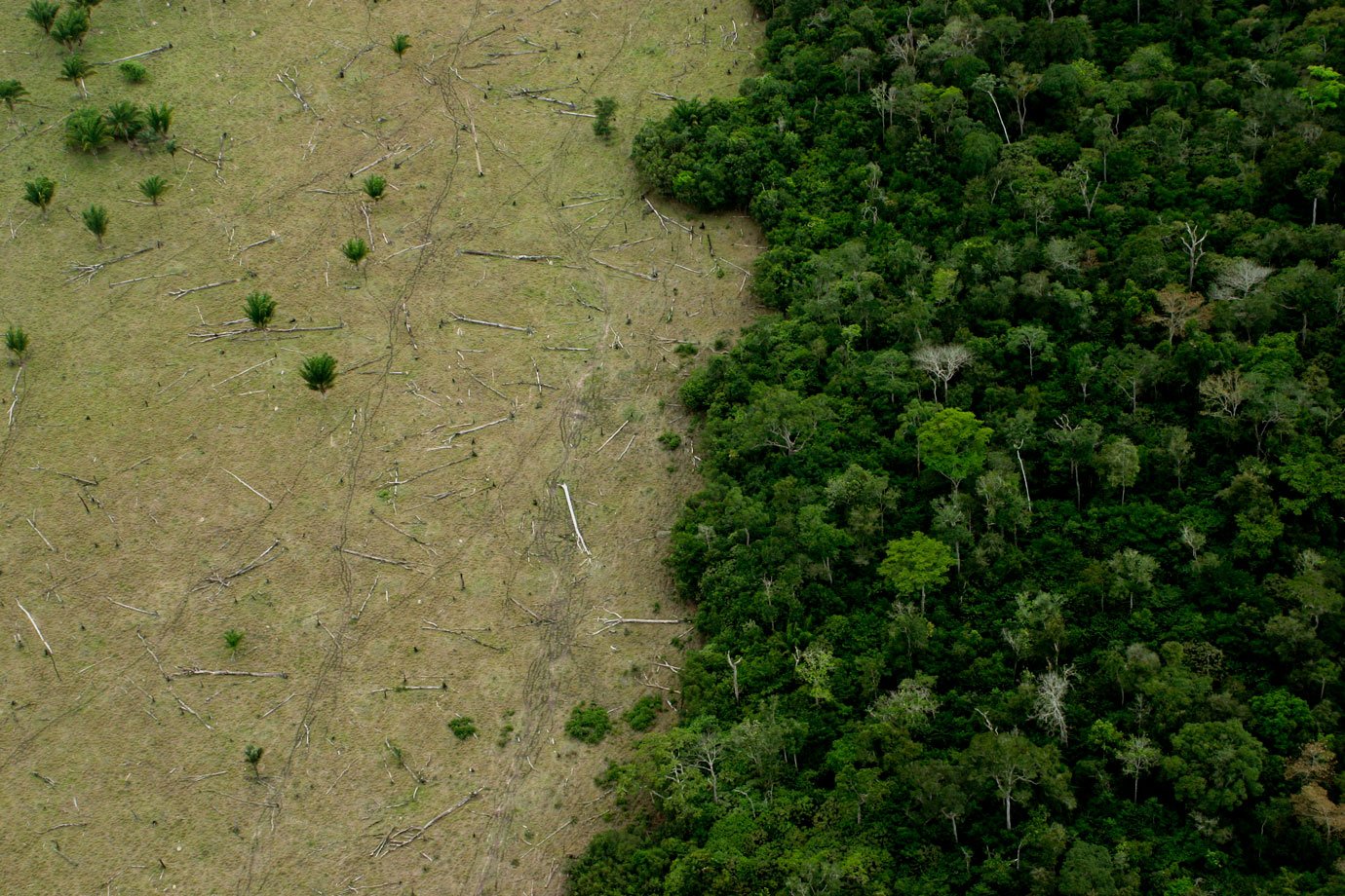 Com COP30 à vista, relatório propõe ações para zerar desmatamento no Brasil