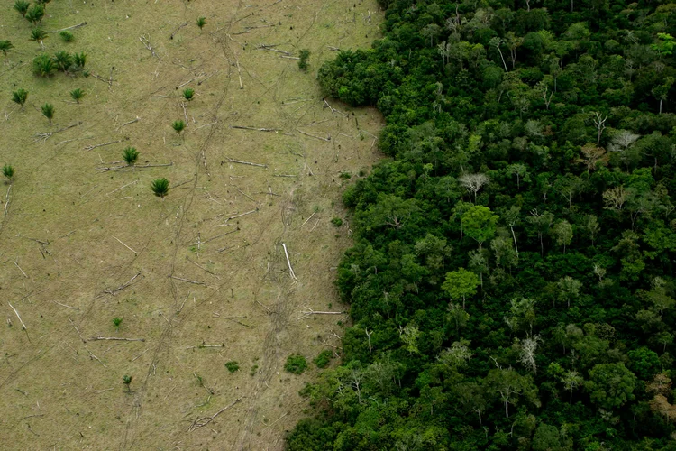 Desmatamento na Amazônia (LeoFFreitas/Getty Images)