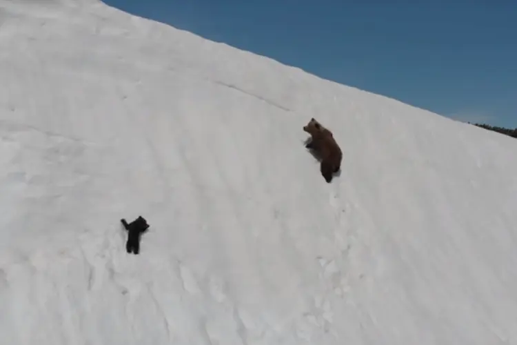 Vídeo de mãe urso e seu filhote alerta para a interferência de drones na vida selvagem (VIralHog/YouTube/Reprodução)
