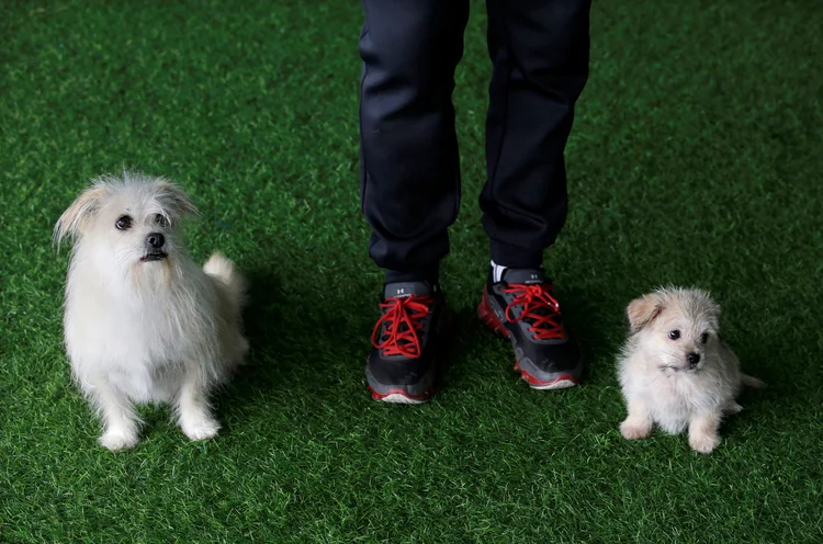 China: amostras de pele do cão foram coletadas e seu DNA foi isolado e fertilizado em um óvulo (Jason Lee/Reuters)