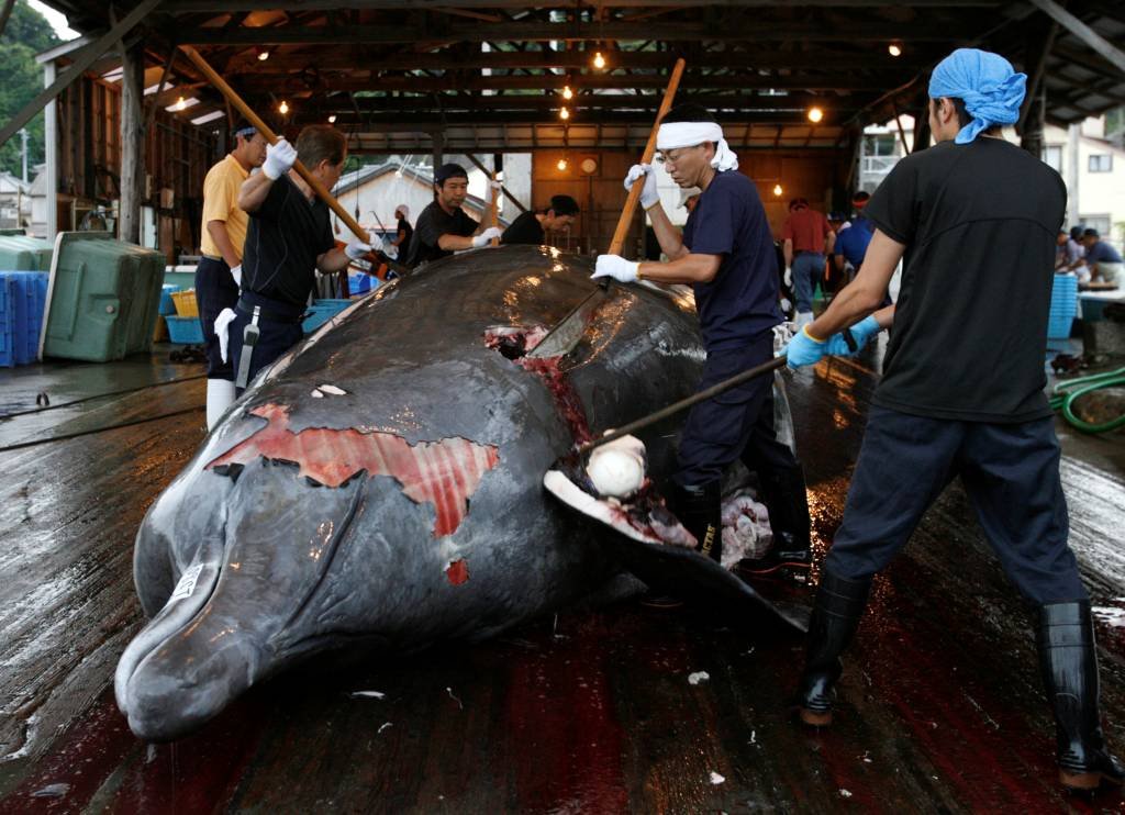Japão aprova controversa lei de apoio à caça comercial de baleias