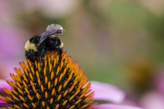 Califórnia adota tecnologia para proteger abelhas de pesticidas
