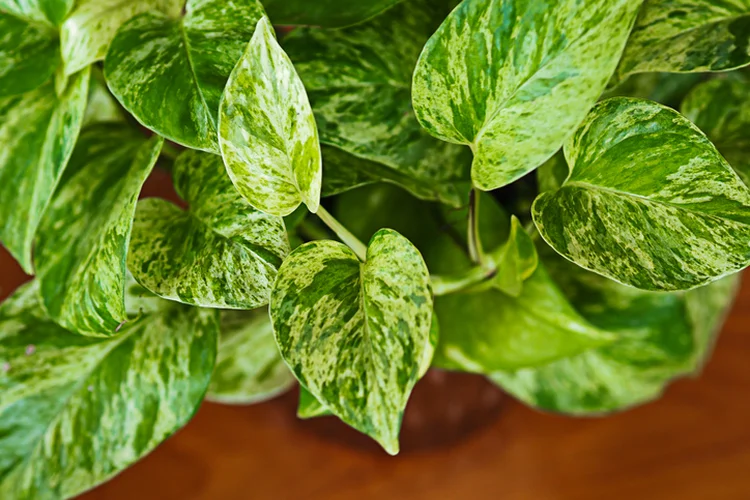 Jiboia ou hera-do-diabo, planta doméstica (Wanmongkhol/Getty Images)