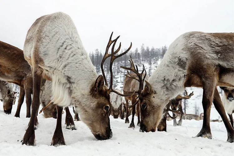  (Artyom Geodakyan\TASS/Getty Images)