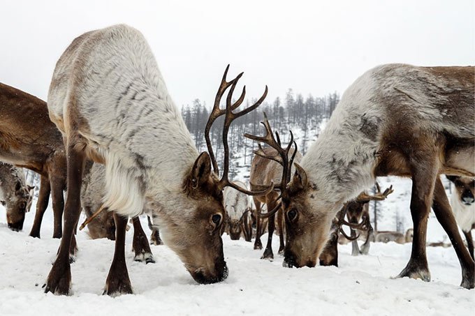 Natal não tão feliz — número de renas no Ártico cai pela metade em 20 anos