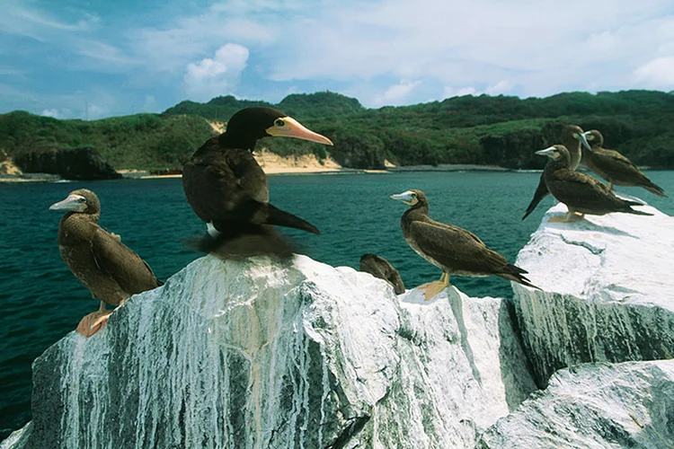 Aves de Noronha: em destaque, um grupo de atobás mergulhão. (COLLART Hervé/Sygma/Getty Images)