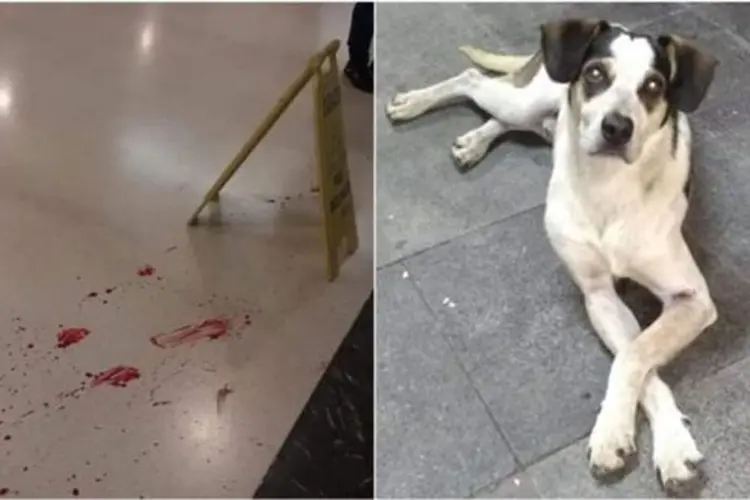 Imagens divulgadas por ativistas mostram marcas de sangue do animal no chão da unidade (Facebook/Reprodução)