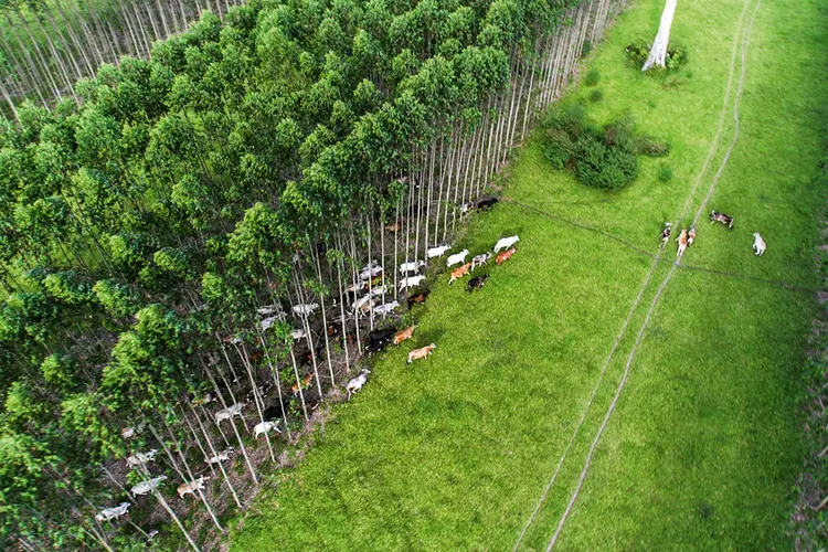 Criação de gado em área de reflorestamento: é possível conciliar os interesses produtivos com os de preservação ambiental | Ricardo Teles/Divulgação / 