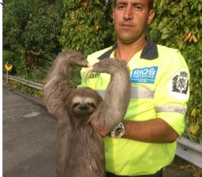 Bicho-preguiça resgatado no Rio de Janeiro faz sucesso em rede social