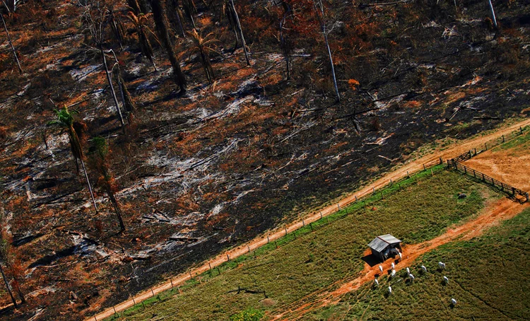 Desmatamento da Amazônia: o futuro da floresta depende do que fizermos agora. (Nacho Doce/Reuters)