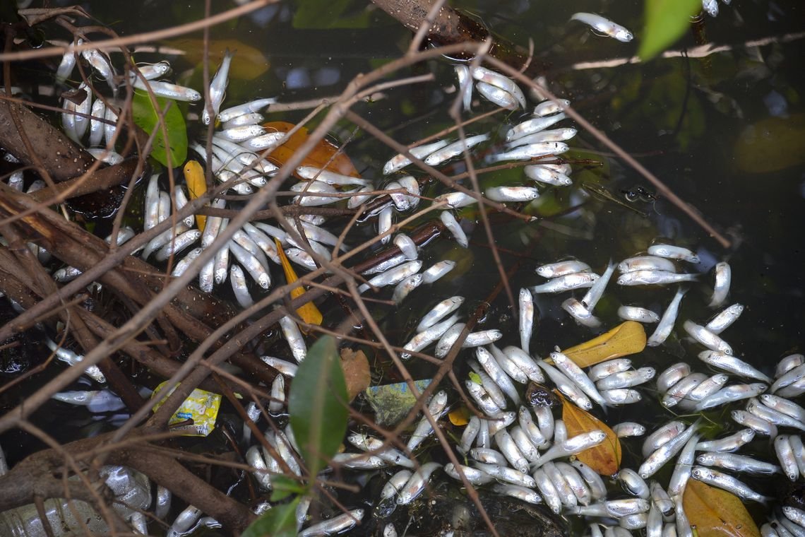 Lagoa Rodrigo de Freitas tem 21 toneladas de peixes mortos retiradas