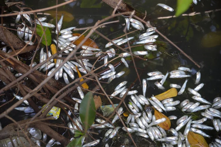 RJ: Companhia Municipal de Limpeza Urbana retirou 21,8 toneladas de peixes mortos da Lagoa Rodrigo de Freitas (Tânia Rêgo/Agência Brasil)