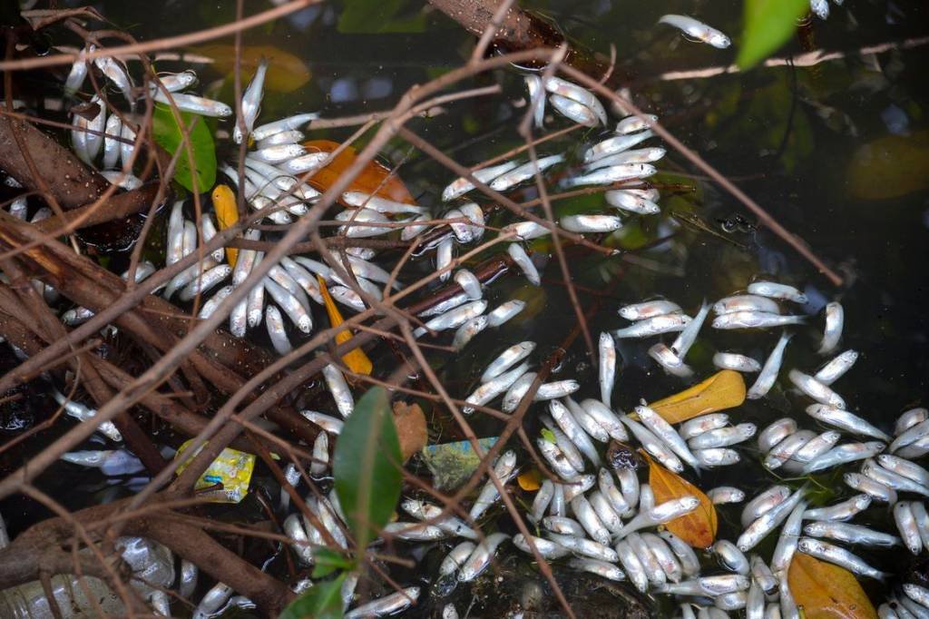 Lagoa Rodrigo de Freitas tem 21 toneladas de peixes mortos retiradas