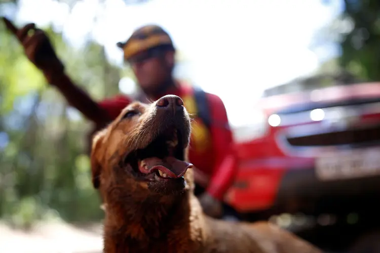 Vale alugou uma fazenda para receber os animais resgatados após o rompimento da Barragem 1 da companhia em Brumadinho (Adriano Machado/Reuters)