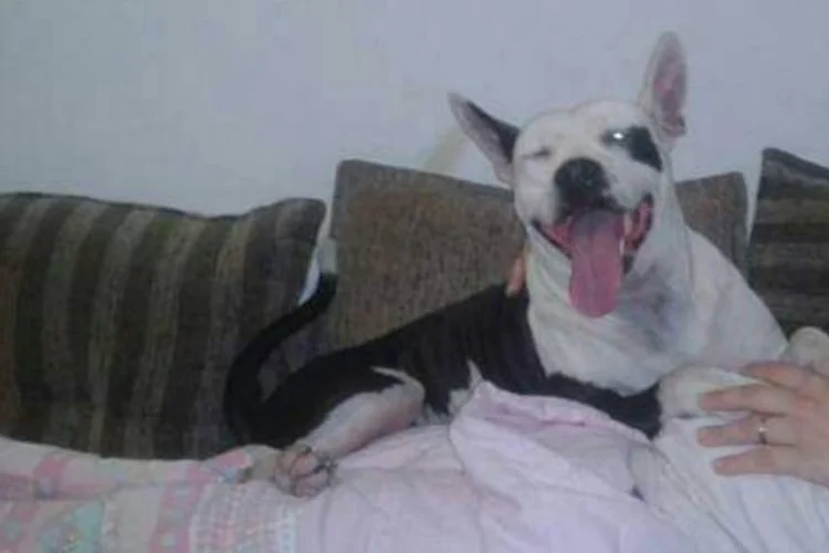 Mila: a cadela, que tinha cerca de dez anos, vivia na casa de Chris no Méier, no Rio de Janeiro (Facebook/Reprodução)