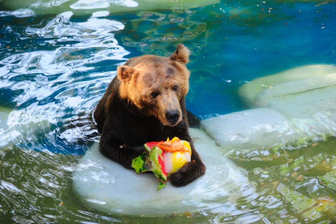 Animais do RioZoo ganham sorvete para combater o calor