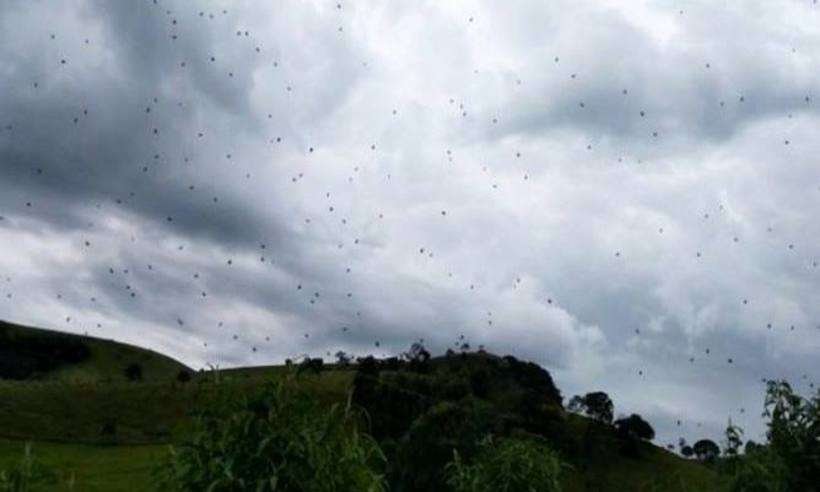 "Chuva de aranhas" assusta moradores no sul de Minas