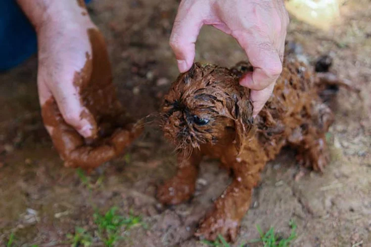 Brumadinho: trabalho de resgate de animais após o rompimento da barragem da Vale no último dia 25 de janeiro continua (Rodney Costa / dpa/Getty Images)