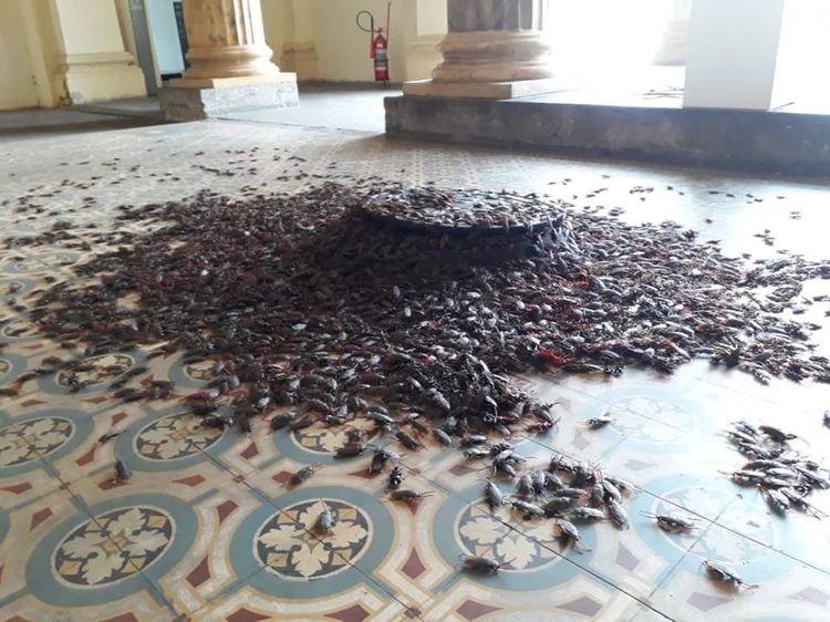 Baratas saem de bueiro em encenação do coletivo És uma Maluca (És uma Maluca/Facebook/Reprodução)