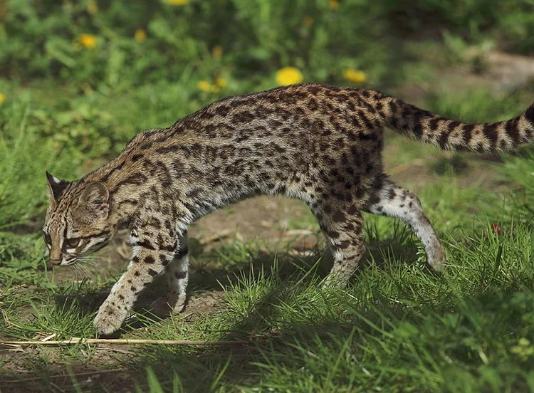 O gato-do-mato (Leopardus tigrinus) é uma das espécies consideradas sob risco muito alto de extinção (Divulgação/Wikimedia Commons)