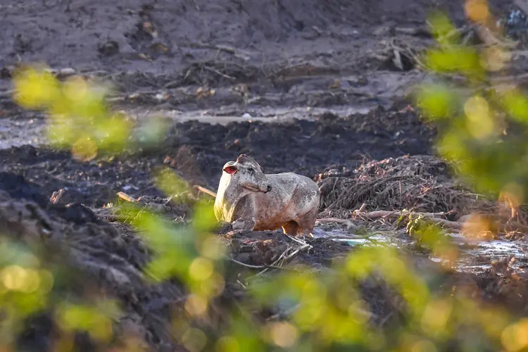 Esquecidos: vaca tenta sair da lama em Córrego do Feijão, após rompimento de barragem da Vale. (Pedro Vilela/Getty Images)