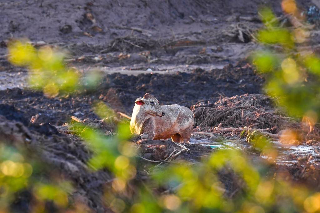 Planos de redução de risco em desastres ignoram animais (não deveriam)