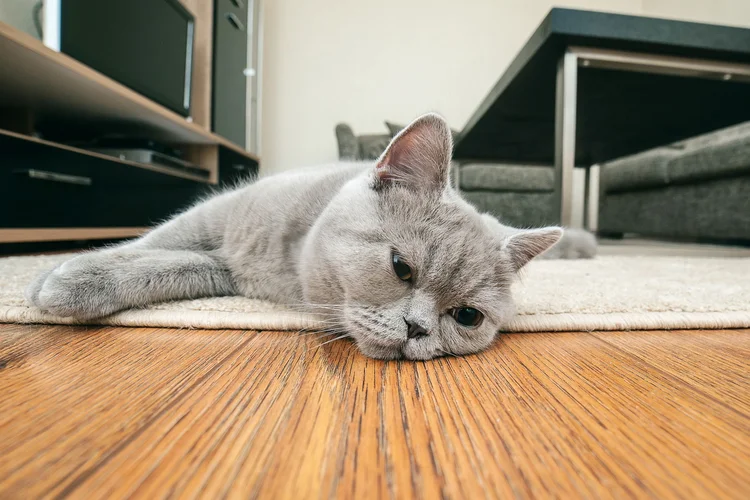 Se você está desanimado ou triste nesta segunda-feira, 21, a ciência tem uma explicação: trata-se do Blue Monday (Aurimas Skirmantas/Getty Images)