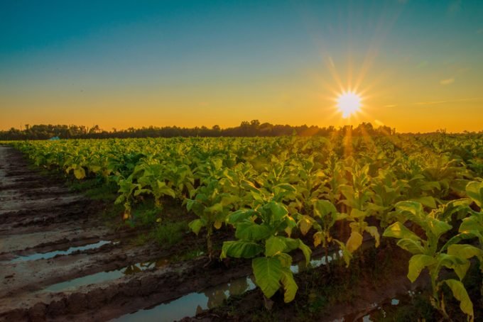 Tarifa de Trump ameaça quase R$ 724 milhões do agro gaúcho exportados aos EUA