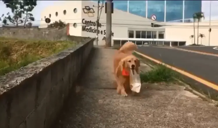 Mel: cadela busca pão na padaria e "ensina" a escovar os dentes  (Vídeo/Reprodução)
