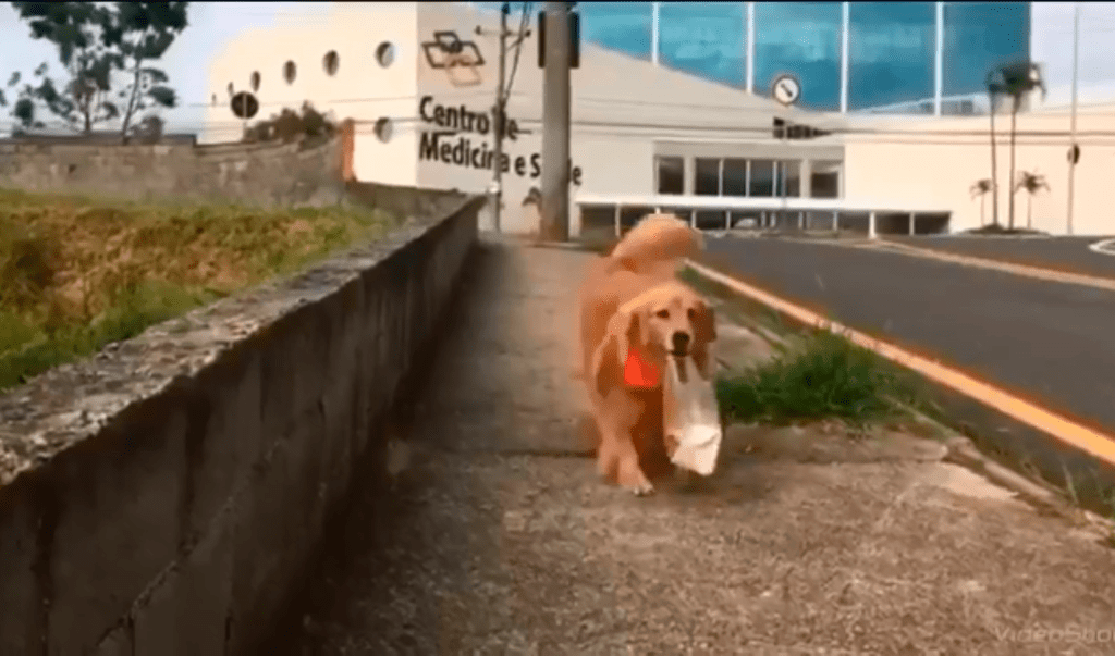 Cadela faz sucesso nas redes ao buscar pão na padaria