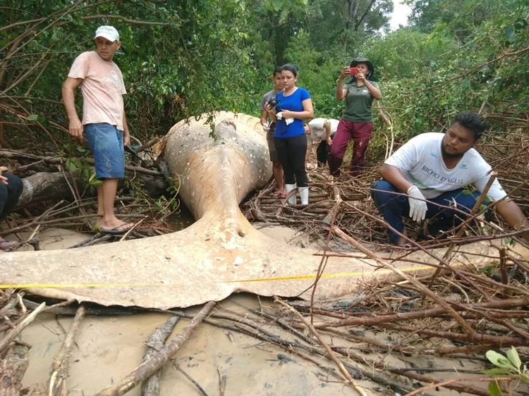 Baleia jubarte, de cerca de 1 ano de idade e 8 metros de comprimento, foi encontrada morta na sexta-feira, 22, em um manguezal no Pará (Instituto Bicho D'água/Divulgação)