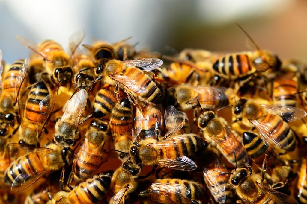 Quais os tipos de abelhas existentes no Brasil?