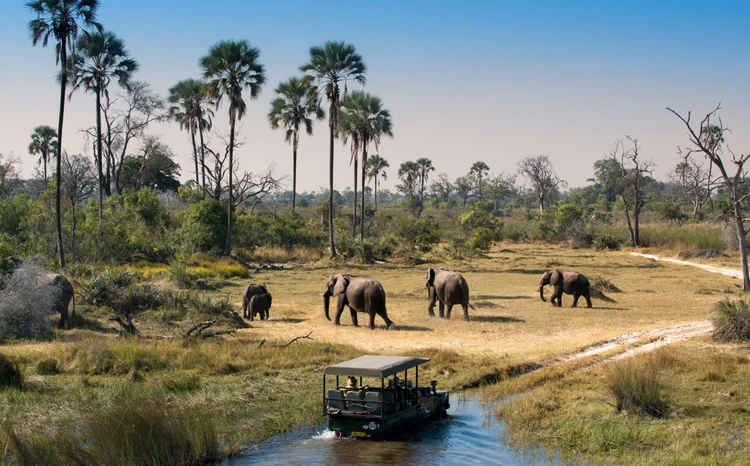 Safári em Botsuana, na África: agência de turismo leva especialistas para acompanhar os viajantes pelo continente (Latitudes/Divulgação)